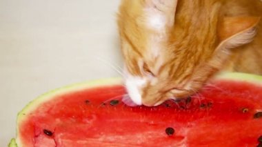 komik kırmızı kedi 