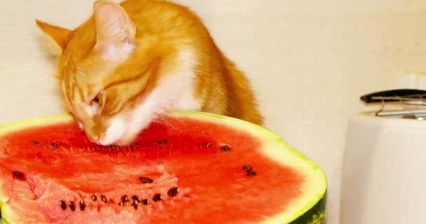 Rolig röd kattαστεία κόκκινο γάτα — Αρχείο Βίντεο