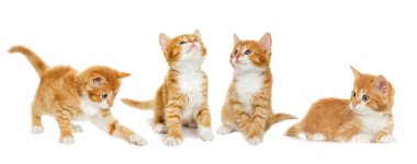 Beyaz arka plan üzerinde seyir yavru kedi