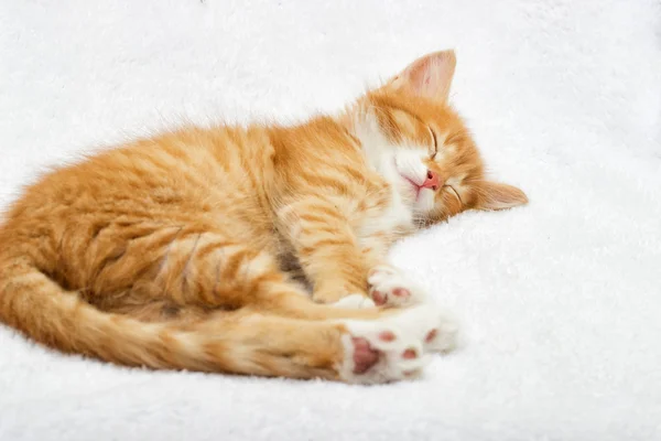 Un chaton qui dort — Photo