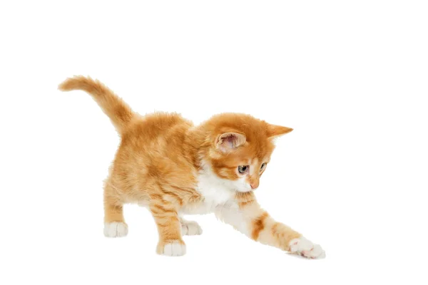 Ginger tabby kitten — Stock Photo, Image