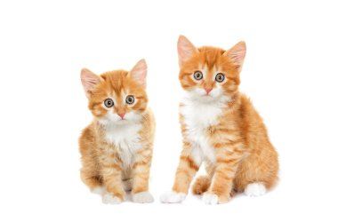 Beyaz bir arka plan kırmızı kedi görünüyor