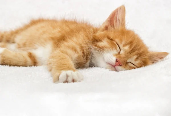 Gengibre tabby gatinho dormindo em um cobertor fofo — Fotografia de Stock