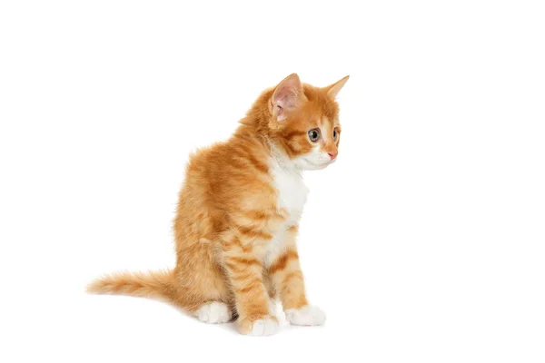 Рыжая кошка смотрит на белый фон — стоковое фото