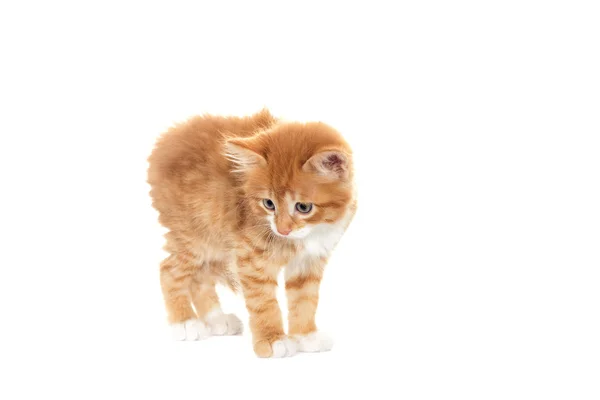 Rote Katze sieht auf weißem Hintergrund — Stockfoto