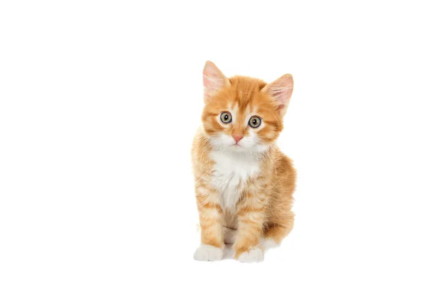 Rode kat kijkt naar een witte achtergrond — Stockfoto