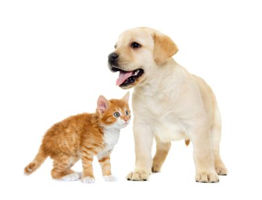 izole beyaz bir arka plan üzerinde yavru kedi ve labrador köpek yavrusu