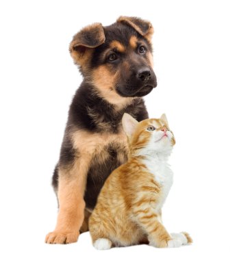 yavru kedi ve köpek yavrusu arıyorum