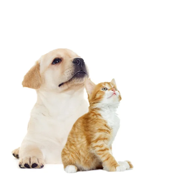 Котенок и щенок выглядит — стоковое фото