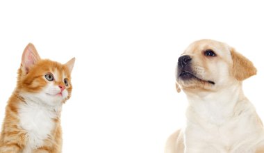 Labrador köpek ve kedi yavrusu