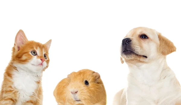 Labrador kölyök és a cica — Stock Fotó