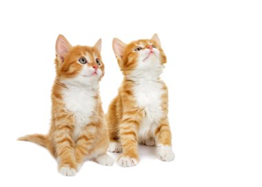 Beyaz arka plan üzerinde seyir yavru kedi