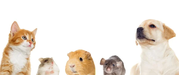 Set of pets — Stock Photo, Image