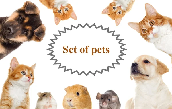 Set of pets — Stock Photo, Image