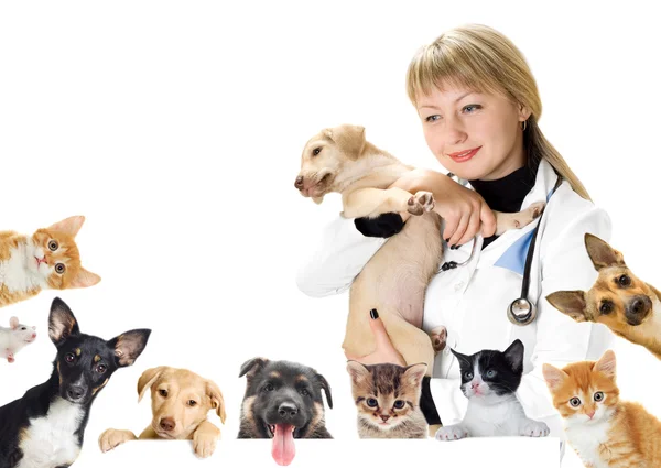 Veterinario sonriente y perro y gato — Foto de Stock