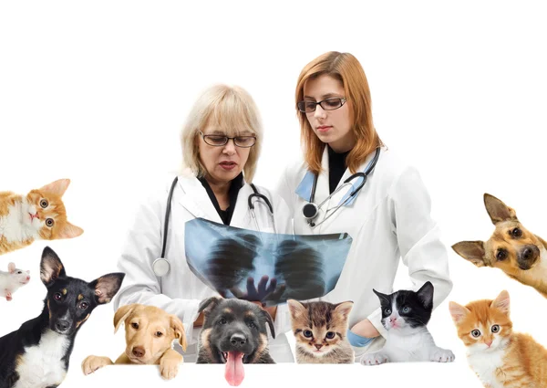 Veterinario sorridente e cane e gatto — Foto Stock