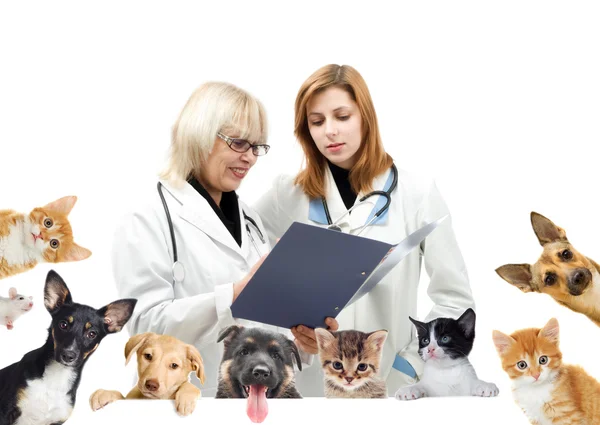 Smiling vet and dog and cat — Stock Photo, Image