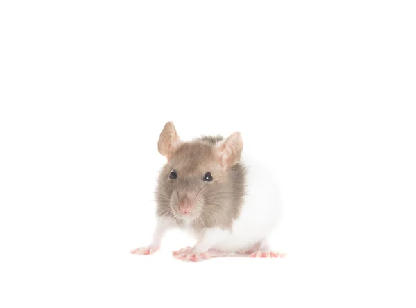 Rat  isolated on white background — Stock Photo, Image