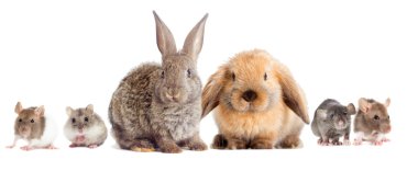 Beyaz arkaplandaki fare