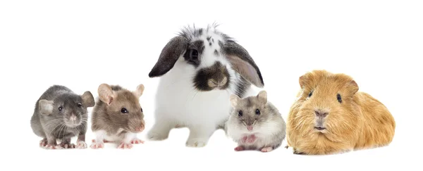 Rabbit and the hamster and guinea pig looks — Stock Photo, Image