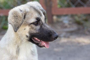 açık havada sürtük köpek yavrusu