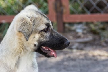 açık havada sürtük köpek yavrusu