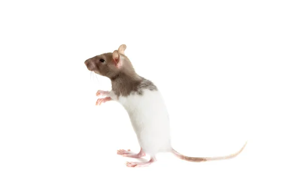 Rat standing on a white background — Stock Photo, Image