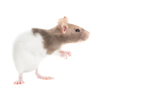 Rat looks on a white background — Stock Photo, Image