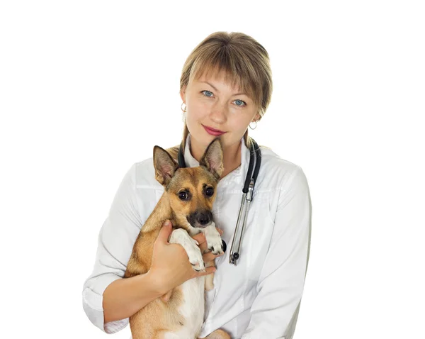 Veterinary doctor and dog — Stock Photo, Image