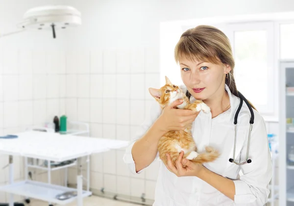 Médico veterinário e gatinho — Fotografia de Stock