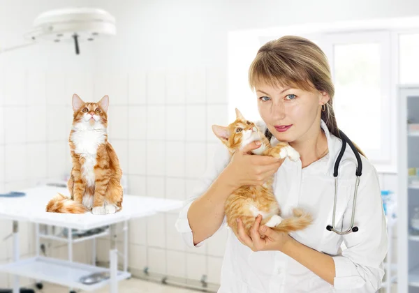Ветеринарный врач и котенок — стоковое фото