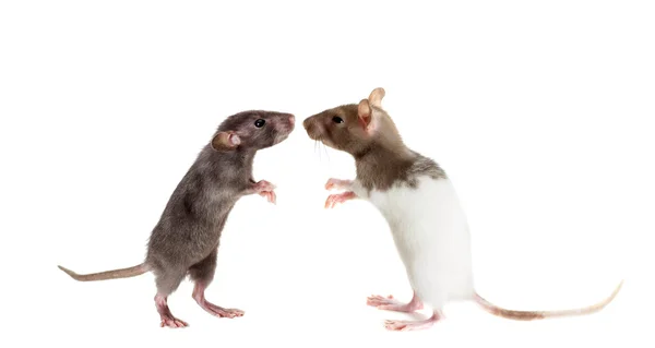 Twee knaagdier ratten dieren Rechtenvrije Stockfoto's