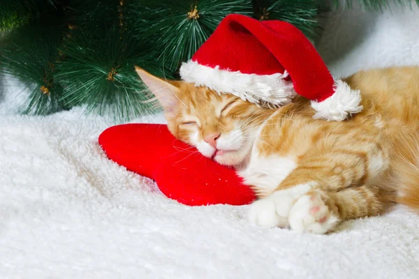 Kattunge sover i santa hatt — Stockfoto
