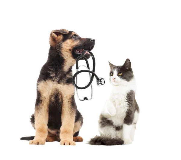 Veterinario cucciolo e gatto e stetoscopio — Foto Stock