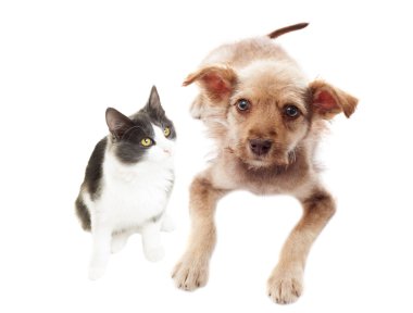 sevimli köpek ve kedi 
