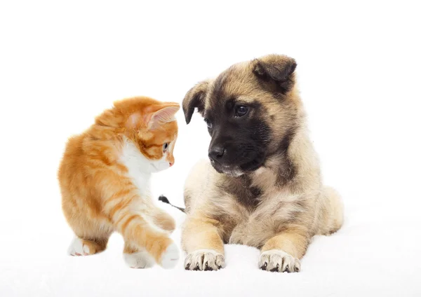 Cachorrinho bonito e gatinho — Fotografia de Stock