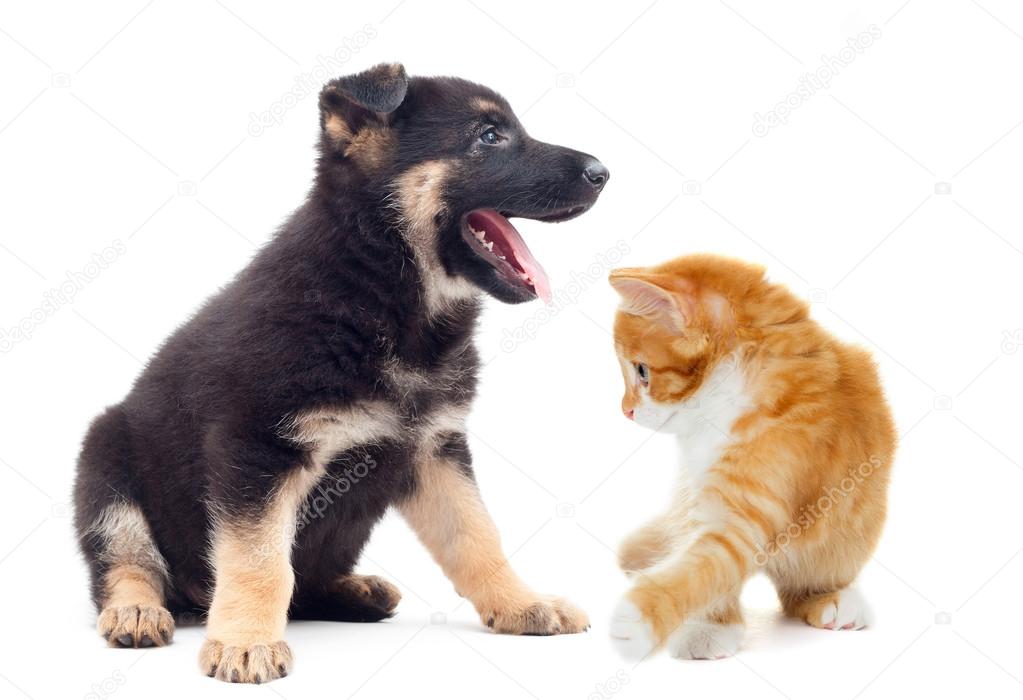 cute puppy and kitten 