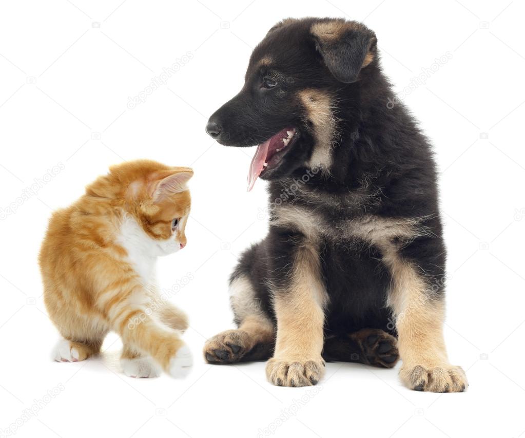 cute puppy and kitten 