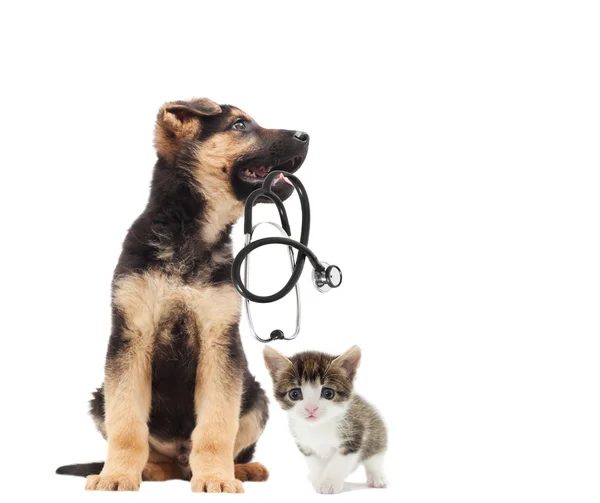Puppy vet and cat and stethoscope — Stock Photo, Image