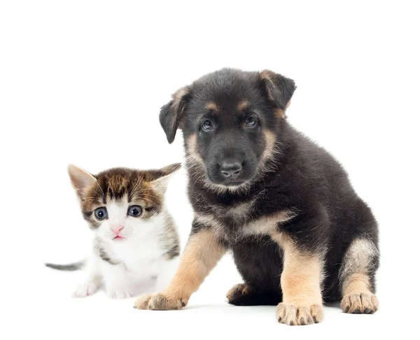 Cachorrinho bonito e gatinho — Fotografia de Stock