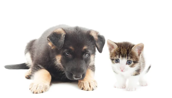 Cute puppy and kitten — Stock Photo, Image