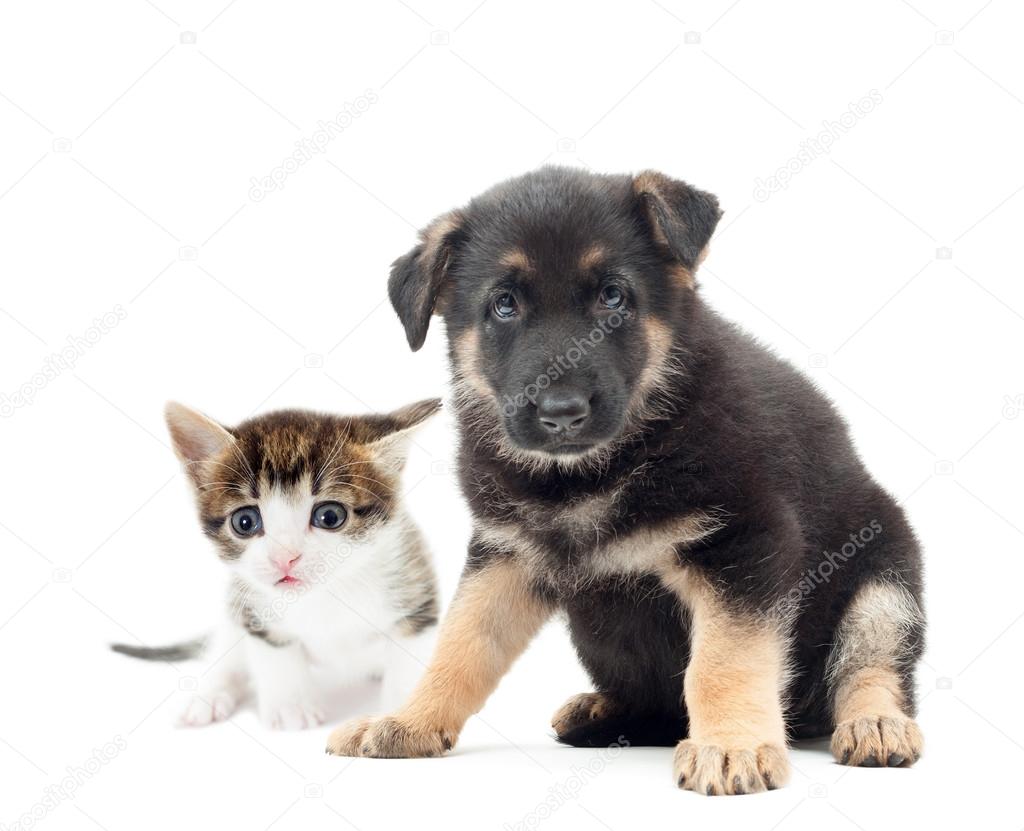 cute puppy and kitten 