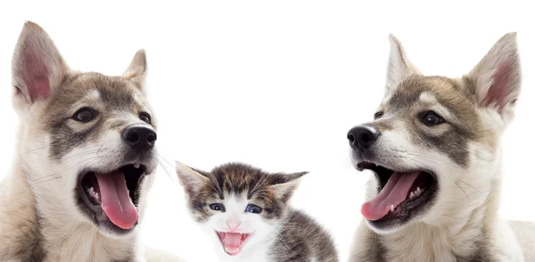 Puppies and kitten isolated — Stock Photo, Image