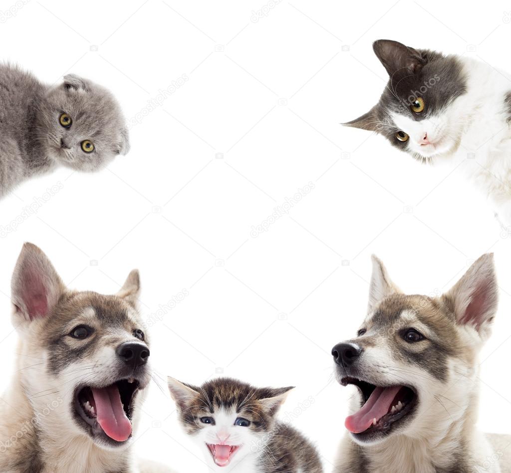 Puppies and kittens isolated