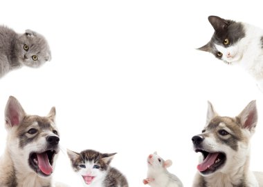 Kukla ve yavru kedi izole