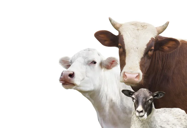 Farm animals set — Stock Photo, Image