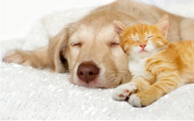 sevimli köpek yavrusu ve zencefil yavru kedi uyku 
