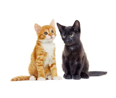 sevimli köpek yavrusu ve zencefil yavru kedi uyku 