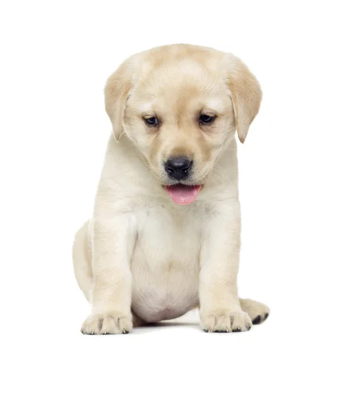 Schöne Welpen und Ingwer-Kätzchen schlafen — Stockfoto