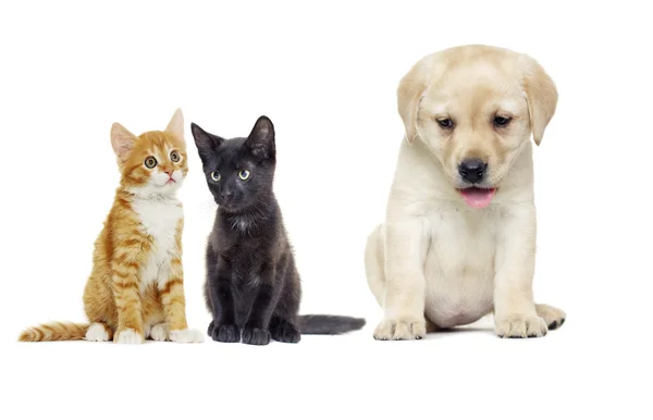 Adorável cachorro e gengibre gatinho dormindo — Fotografia de Stock